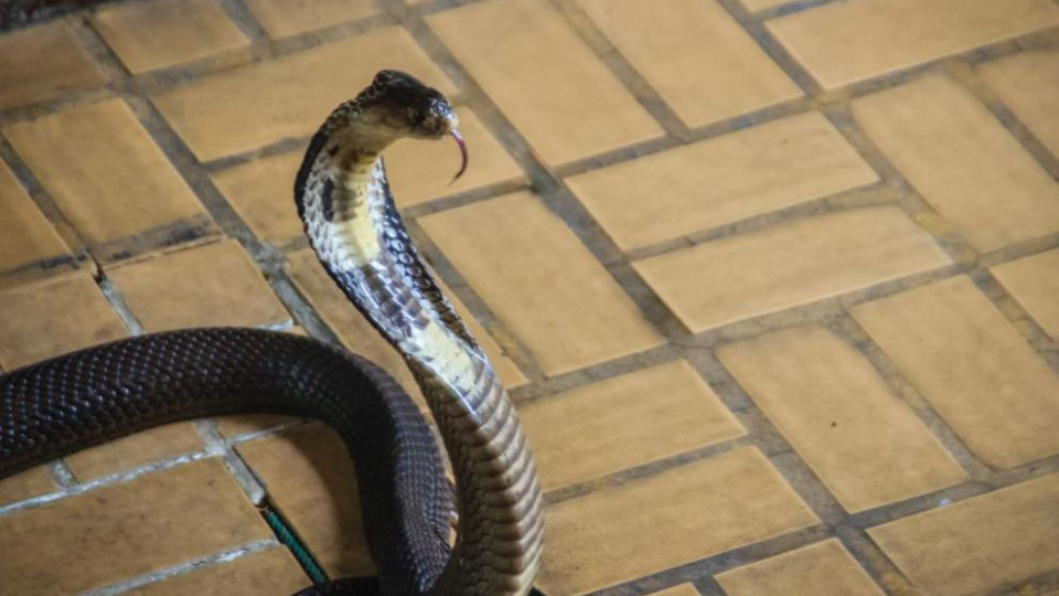Евакуираха къщи в Германия заради избягала кобра | StandartNews.com