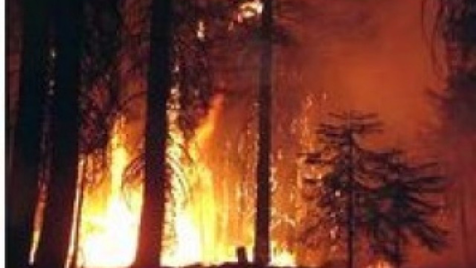 10 декара борова гора изгоряха край Радомир | StandartNews.com