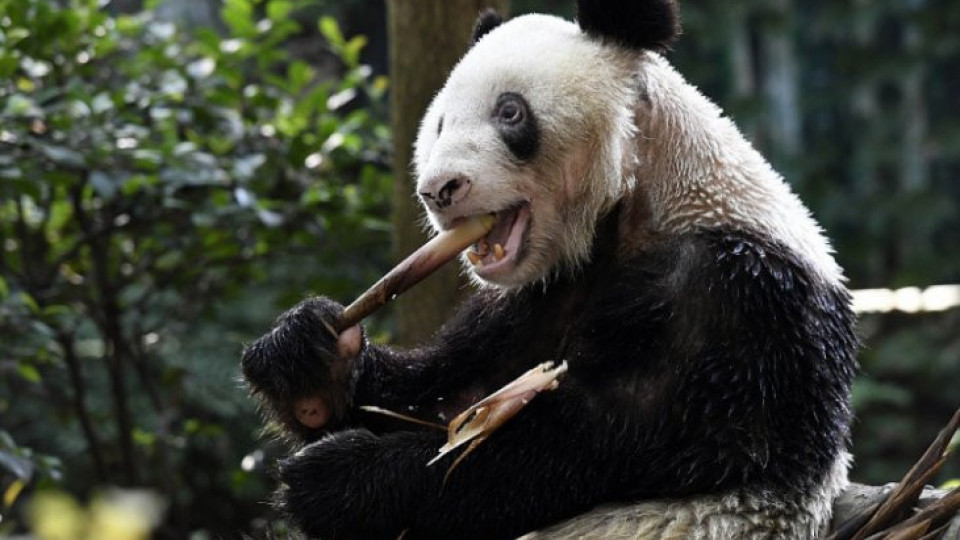 Почина най-старата панда в света | StandartNews.com