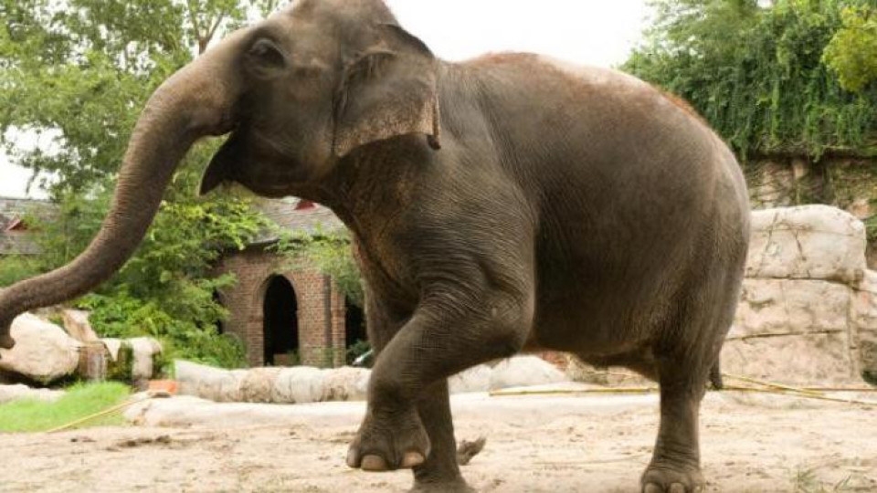 Последните циркови слонове в Дания пенсионери | StandartNews.com