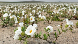 Цъфна най-сухата пустиня в света