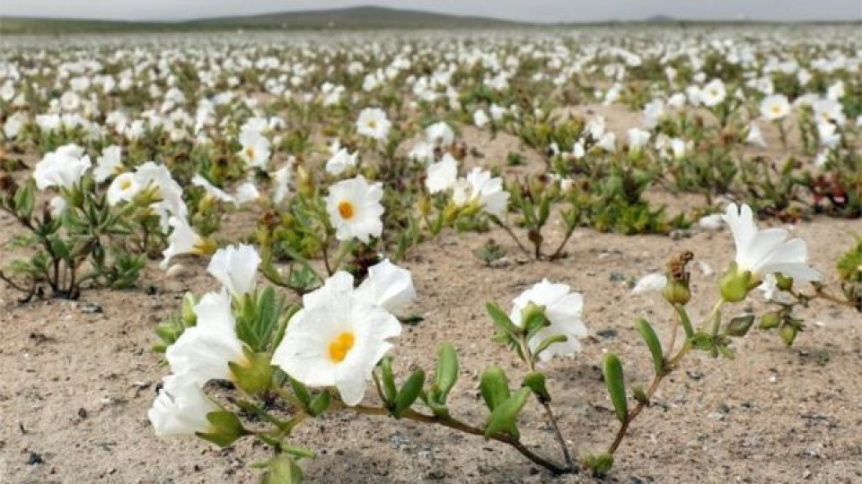 Цъфна най-сухата пустиня в света | StandartNews.com