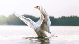 Лебед уби куче в Дъблин
