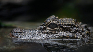 Алигатор захапа жена във Флорида