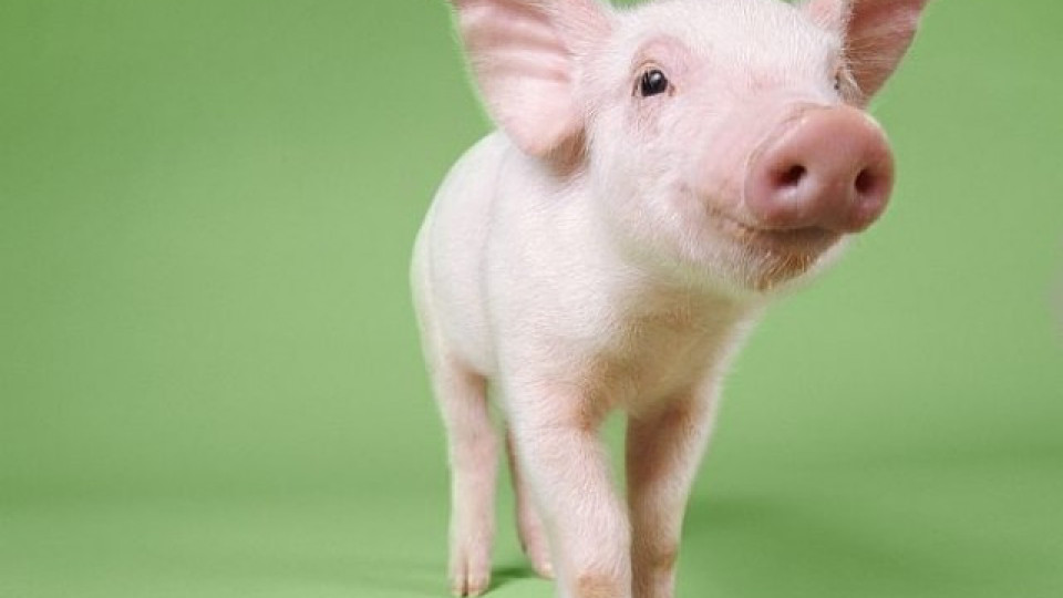 Свинска треска в Япония | StandartNews.com