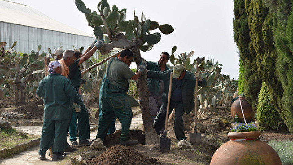Носят на ръце кактусите в Балчик | StandartNews.com