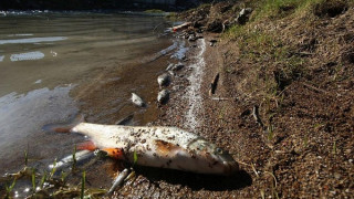Хиляди мъртви риби в езеро в Северна Гърция