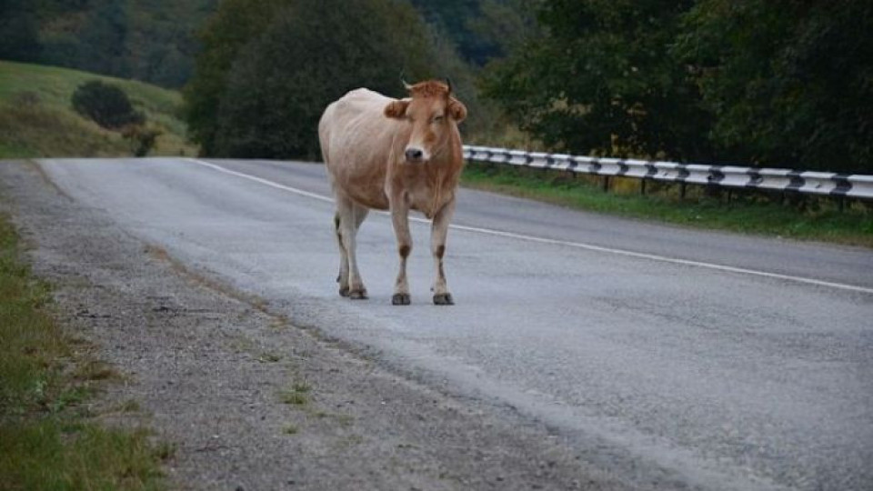 Мъж загина заради крава на пътя | StandartNews.com