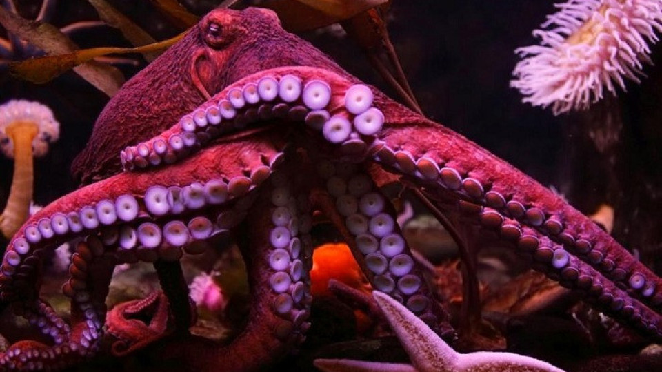 Октоподите може би сънуват | StandartNews.com