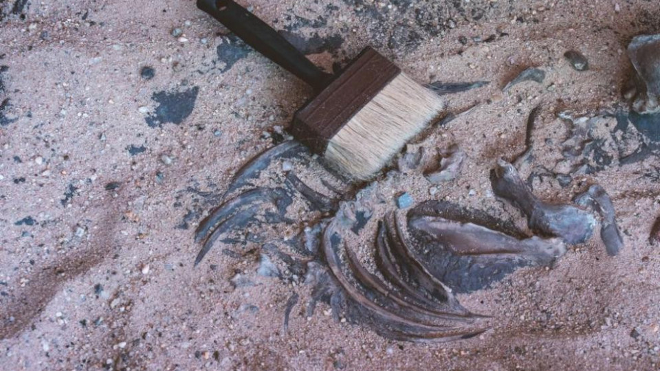 Откриха череп на арктически еднорог | StandartNews.com
