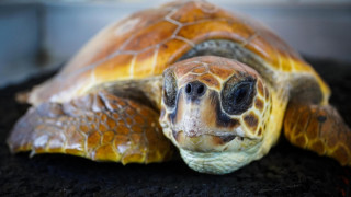 Най-старата костенурка в Африка почина