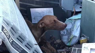 Откриха куче, престояло месец под руини след урагана Дориан