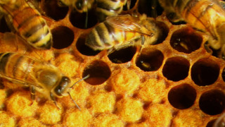 От днес пчеларите кандидатстват за държавна помощ