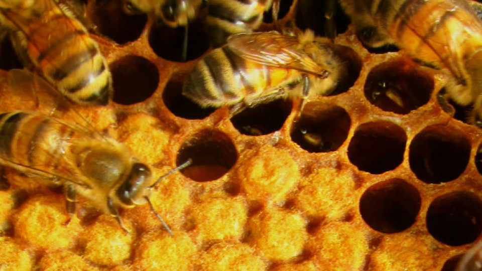 От днес пчеларите кандидатстват за държавна помощ | StandartNews.com