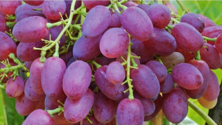 Австралийка откри игла в грозде