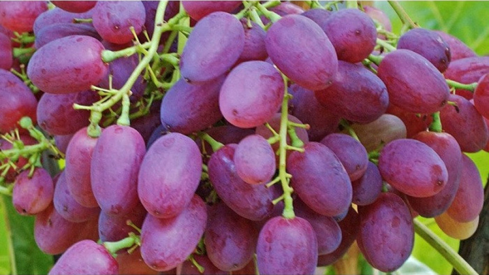 Австралийка откри игла в грозде | StandartNews.com