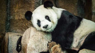 Гигантската панда Чуан Чуан почина в Тайланд