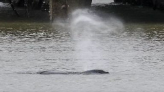 Намериха мъртъв гърбатия кит в Темза