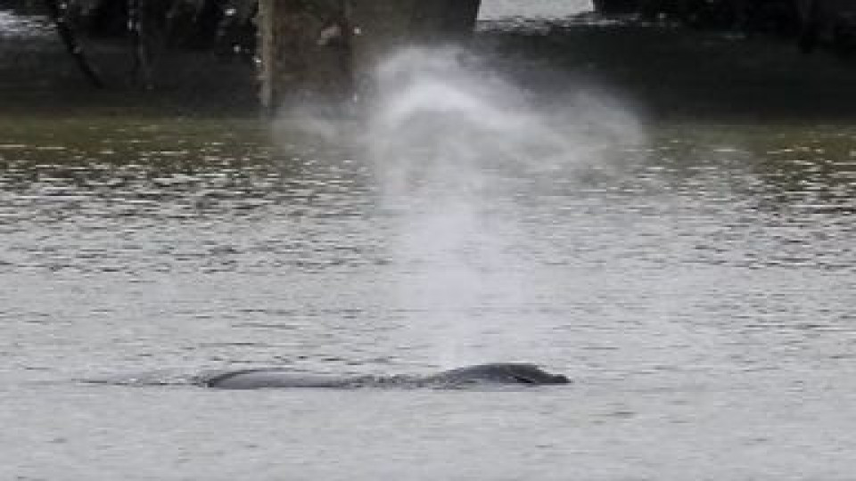 Намериха мъртъв гърбатия кит в Темза | StandartNews.com