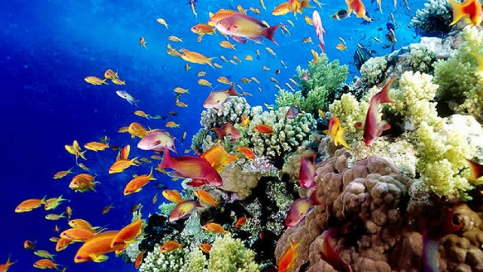 Коралите  отново растат в Средиземно море | StandartNews.com