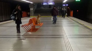 Изоставено куче броди в столичното метро