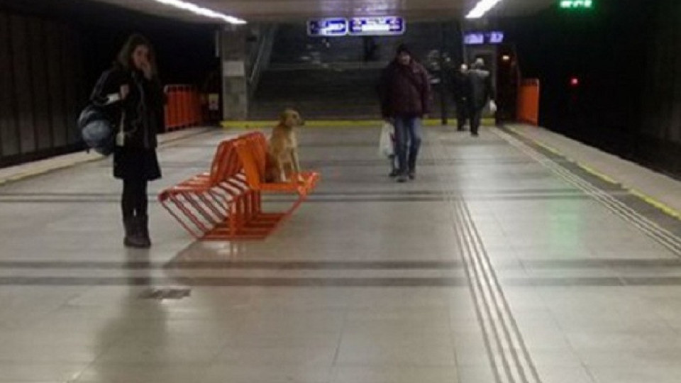 Изоставено куче броди в столичното метро | StandartNews.com