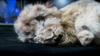 Откриха сибирски лъвчета на 44 000 години