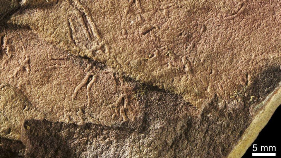 Откриха лигави гъби на 2 млрд. години | StandartNews.com