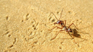 Най-бързите мравки в света живеят в Сахара