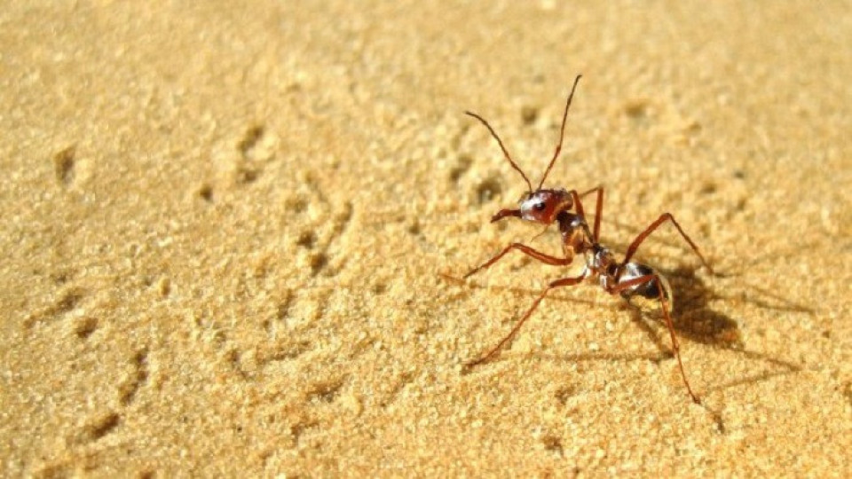Най-бързите мравки в света живеят в Сахара | StandartNews.com
