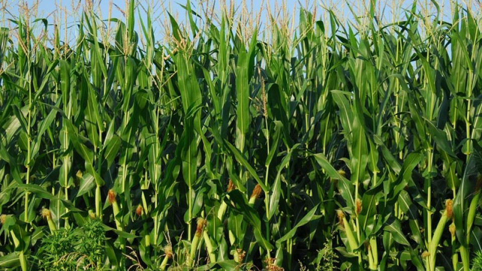 По-слаба реколта от царевица и слънчоглед  в Ловешко | StandartNews.com