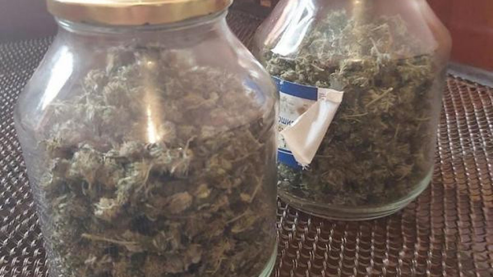 Откриха марихуана в дома на бургазлия | StandartNews.com
