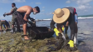 Доброволци се пребориха с петролния разлив на плаж в Бразилия