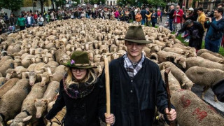 Хиляди овце се разходиха из Мадрид