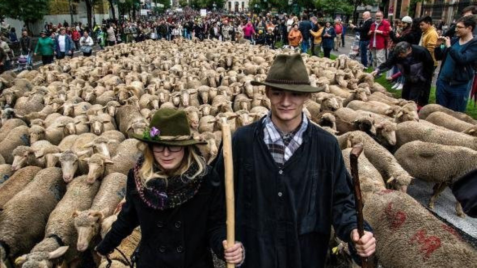 Хиляди овце се разходиха из Мадрид | StandartNews.com