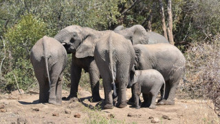 В Зимбабве слоновете мрат от глад