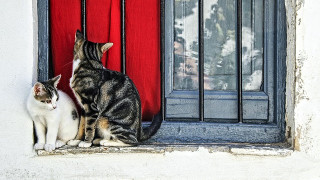 Котешко мяучене спаси двойка от свлачище