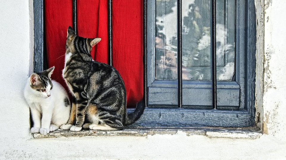 Котешко мяучене спаси двойка от свлачище | StandartNews.com