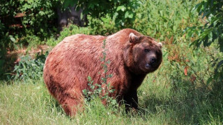 Мъж загина от лапите на безсмъртна мечка
