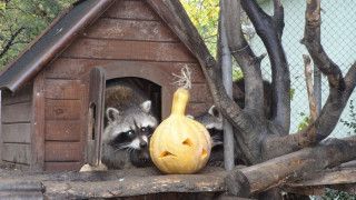 Хелоуински тикви за животните във варненския зоопарк