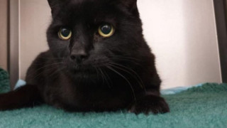 Черна котка се прибра след 6 години