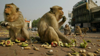 Почерпени маймуни атакуват туристи  в Тайланд