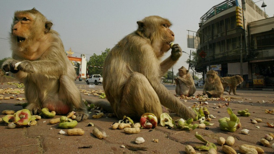 Почерпени маймуни атакуват туристи  в Тайланд | StandartNews.com