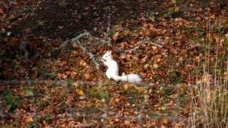 В Шотландия заснеха бяла катеричка