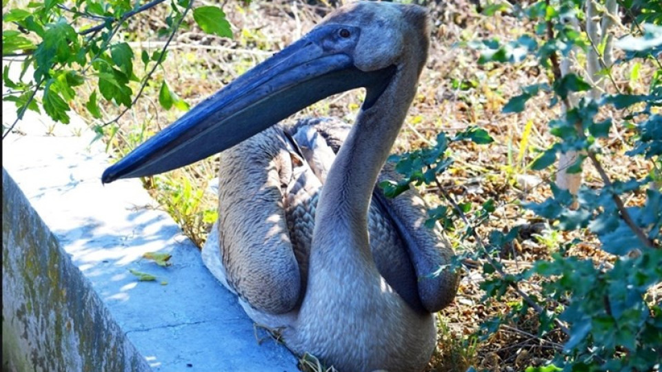 Спасиха пеликан с пречупено крило | StandartNews.com