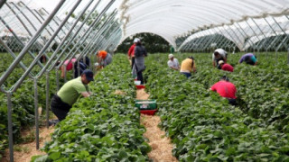 Англия ще увеличи квотата за сезонни работници