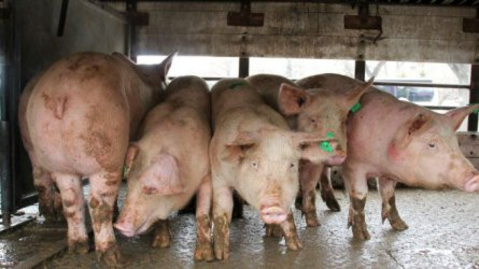 Два нови случая на чума по свинете | StandartNews.com