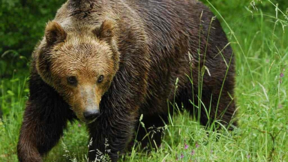 Мечка нахапа ловец в Стара планина | StandartNews.com