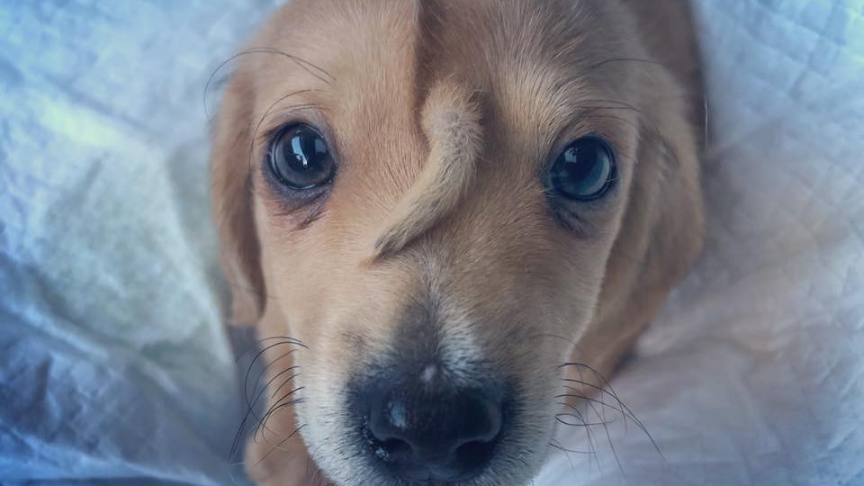 Вижте най-сладкото куче еднорог | StandartNews.com