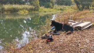 Куче чака своя удавил се собственик